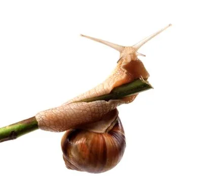 Snail crawling on the stem Stock Photos