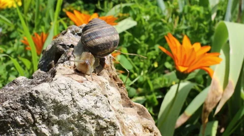 Snail crawling on the stone against the background of flowers Stock Footage 52426636