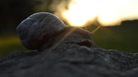 Snail crawling on a stone on a beautiful background Stock Footage 90194762