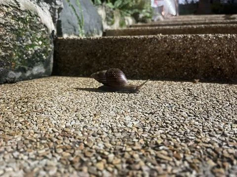 Snail crawling on the stone path in the garden at summer. Stock Photos