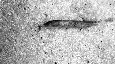 Snail crawling on a stone Stock Photos