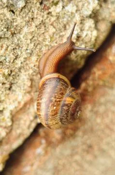 Snail crawling on the stone Stock-Fotos