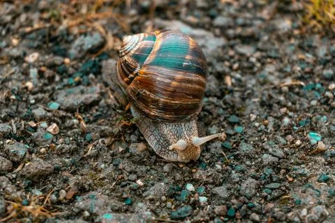Snail crawling on the stone. Stock-Fotos