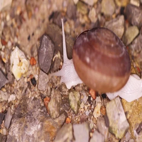 Snail crawling on stones Stock Footage 69436190