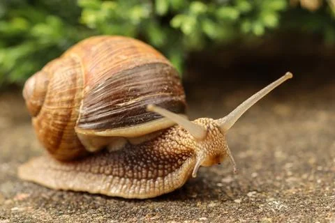 Snail crawling on a textured stone surface, displaying its spiraled shell a.. 写真素材