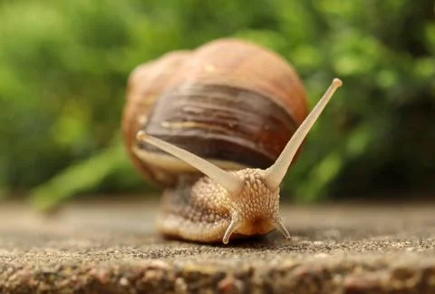 Snail crawling on a textured surface with a blurred green background, displ.. Фото