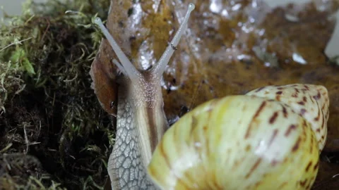 Snail crawling through the autumn forest Video stock 129833817