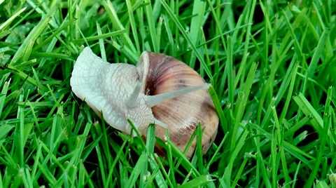 Snail crawling through grass Stock Footage 36678582