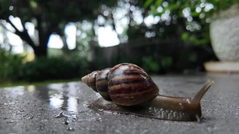 Snail crawling on tile flow in the rain. Vídeo Stock 309974045