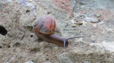 Snail crawling, timelapse Video stock 65093882