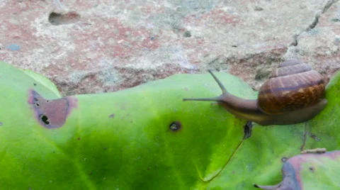 Snail crawling, timelapse Video stock 65093972