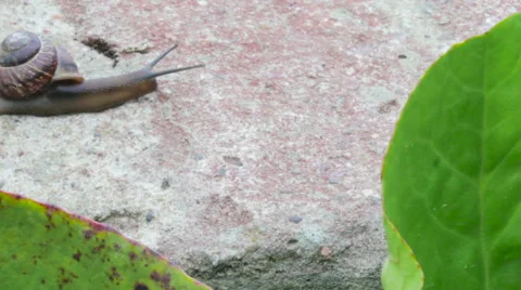 Snail crawling, timelapse. Macro. Video stock 65093826
