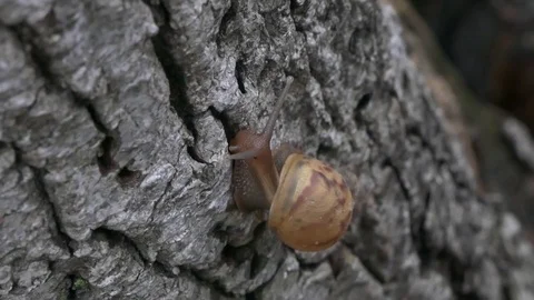 Snail crawling on a tree bark Stock Footage 71697105