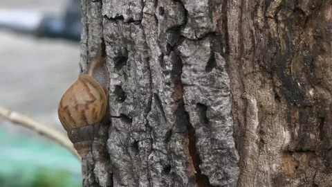 Snail crawling on a tree bark Stock Footage 71697285