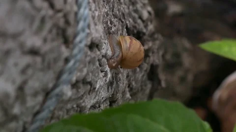 Snail crawling on a tree bark Stock Footage 71697431