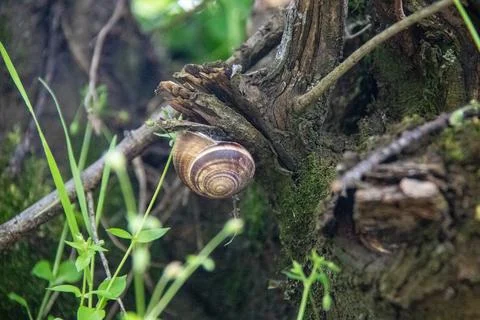 Snail crawling on tree bark in a lush green forest during daytime Stock Photos