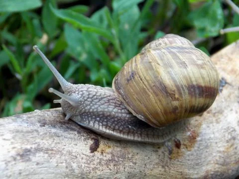 Snail crawling on a tree branch Stock Photos