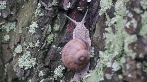 Snail crawling by tree Stock Footage 136047477