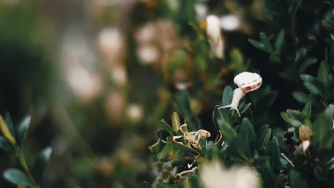 Snail crawling on tree leafs Stock Footage 138046416
