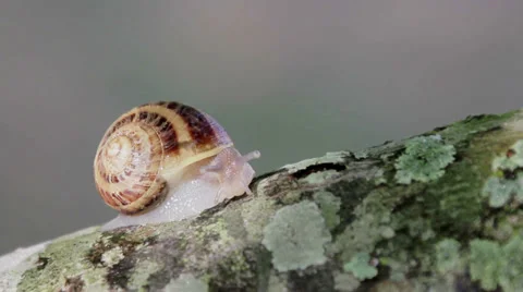 Snail crawling on tree limb Stock Footage 35410616