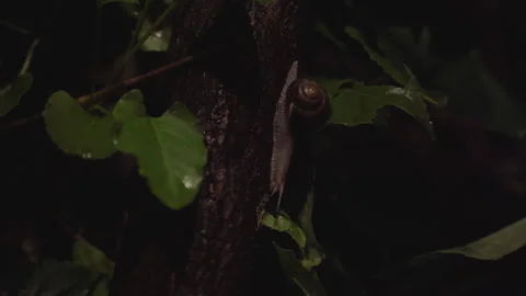 Snail crawling on tree at night, snail standing on tree Stock Footage 245841114