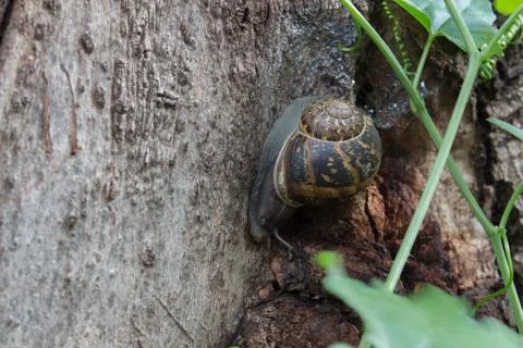 Snail crawling on tree Stock Photos