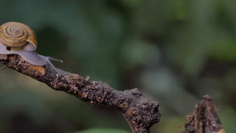 Snail crawling on tree in tropical rain forest. Stock Footage 143193016