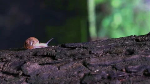Snail crawling on tree trunk in dark forest Close up Stock Footage 307191887