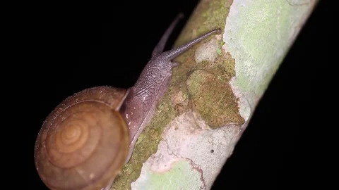 Snail crawling on a tree trunk. Hemiplecta siamensis Stock Footage 71612426