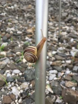 Snail crawling up tripod post Stock Photos