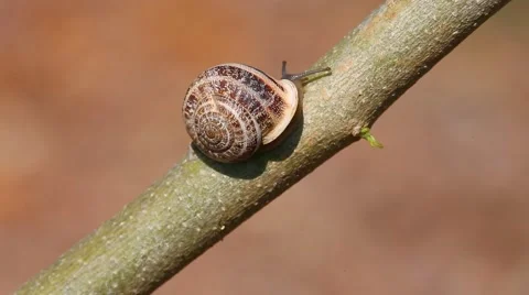 Snail crawling on twig Stock Footage 68815512