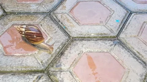 Snail crawling under raindrops Stock Footage 321016836