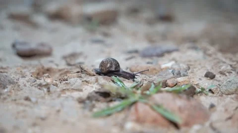 Snail crawling under the street lamp at night Stock Footage 144544509