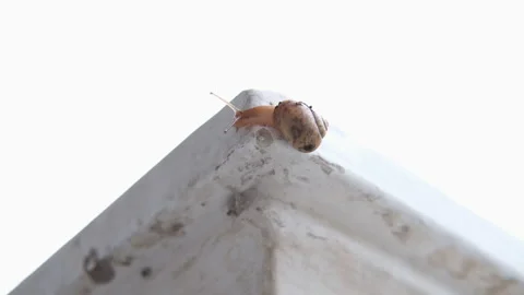 Snail Crawling On Vertical White Wall With White Background,Close Up Shot Stock Footage 139903472