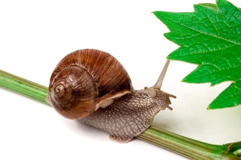 Snail crawling on the vine with leaf white background Stockfoto's