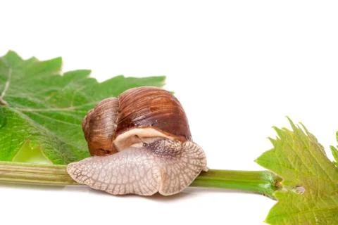 Snail crawling on the vine with leaf white background Stock Photos