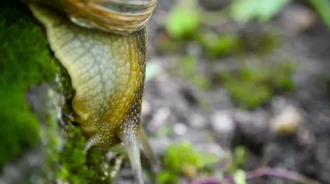 Snail crawling on the wall Stock-Footage 64016809