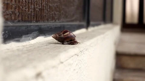 A snail crawling on a wall Stock Footage 257343211