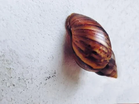 Snail Crawling on the Wall Stock Photos