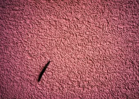 Snail is crawling up the wall Stock Photos