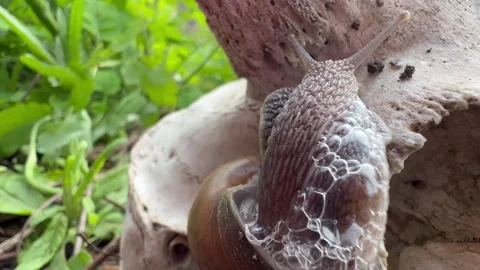 Snail Crawling on Weathered Goat Skull — Macro Bone Texture Detail Stock Footage 341784794