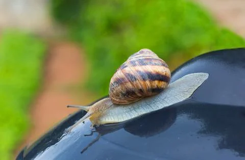 Snail Crawling on a Wet Car Surface Foto stock