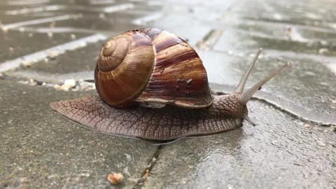 Snail crawling wet pavement. Stock Footage 305682022