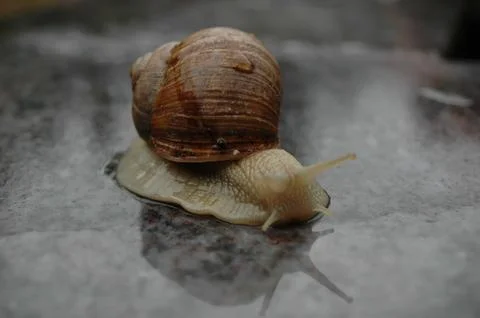 Snail Crawling on a Wet Stone Surface Stock Photos