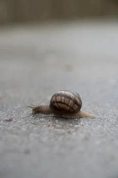 Snail Crawling on Wet Surface Close-Up Slow Movement and Minimal Nature Conce Stock Photos