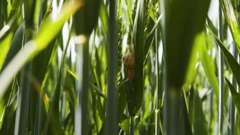 A snail crawling on a wheat leaf in a lush green field, Gers, France Stock Footage 344247512