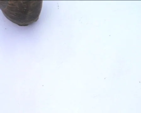 Snail crawling on the white 01 Video stock 82711