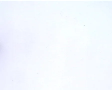 Snail crawling on the white 03 Video stock 82715