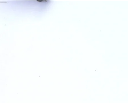 Snail crawling on the white 04 Video stock 82716