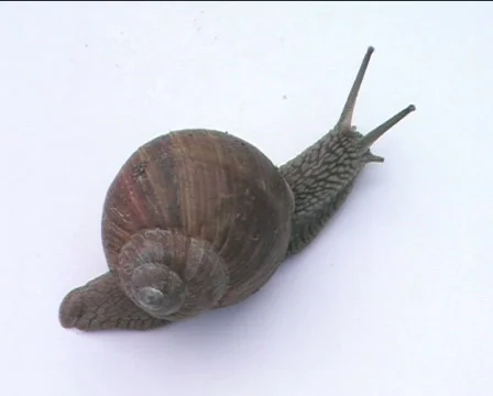 Snail crawling on the white 05 Video stock 83496
